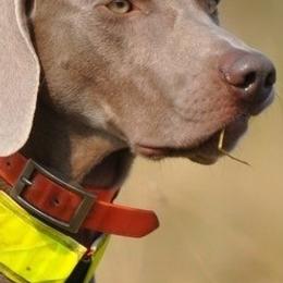 Weimaraners from Graenit Weimaraners