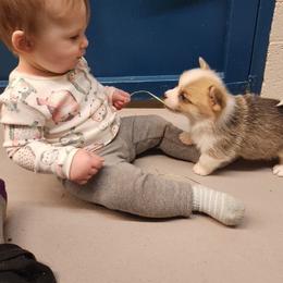 Bulldog and Pembroke Welsh Corgi Puppies from Salted Rim Corgis