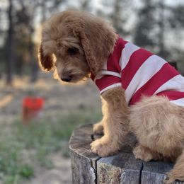 Aussiedoodle, Poodle, and Saint Berdoodle Puppies from Remington Kennels, LLC