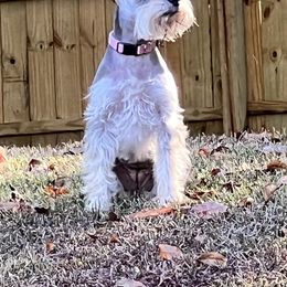 Miniature Schnauzer Puppies from Pierhaus Minature Schnauzers