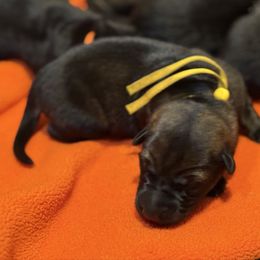 Yellow-Zombie - Sable female German Shepherd puppy in Medical Lake, Washington from Nine Realms German Shepherds