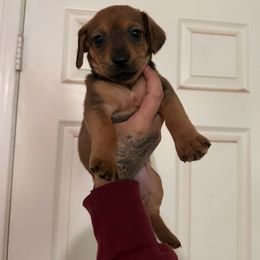 Chihuahua and Dachshund Puppies from Wienie_gang