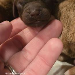 G1 - Brown and tan female Cockapoo puppy in Perry, Arkansas from Parker's Cockapoos