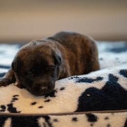 O Female 2 - Brown Collar - Black brindle female Dutch Shepherd puppy in Alum Creek, West Virginia from Stay Wild K9