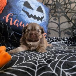 Tate - Liver male Shih Tzu puppy in Lancaster, Ohio from Wandering Tzu