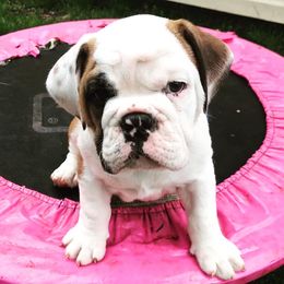 Bulldogs from Rawlins Family Bulldogs