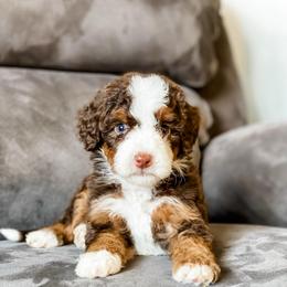 Idaho - Brown and white female Bernedoodle puppy in Hudson, Indiana from TurkeyCreek-K9