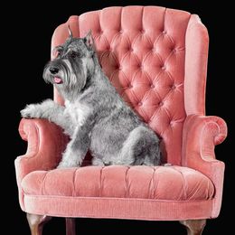 Standard Schnauzer puppies from Uhlan Standard Schnauzers