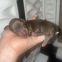 Chocolate and tan pie ball  AKC - Piebald female Dachshund puppy in 77304, Texas from Little Valley Puppies