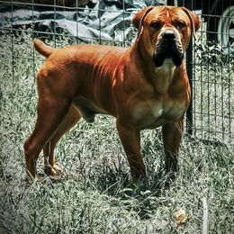 Drogo - Boerboel