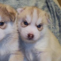 Siberian Husky Puppies from Velox Siberians