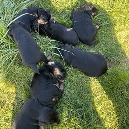 Jagdterrier Puppies from Oregon Jagdterrier