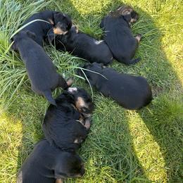 Jagdterrier Puppies from Oregon Jagdterrier