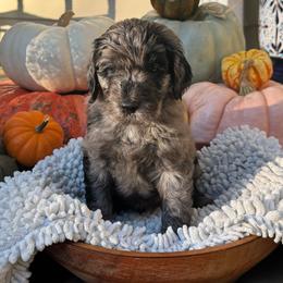 Ash - Merle male Goldendoodle puppy in Easley, South Carolina from Our Darling Doodles