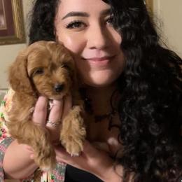 Cavapoo, Cockapoo, Goldendoodle, and Maltipoo Puppies from Perdue Puppies