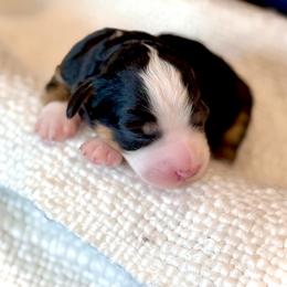 Boy 2 - male Bernedoodle puppy in Salt Lake County, Utah from Coco Avenue Pups