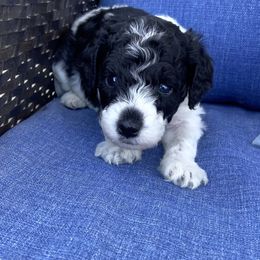 Goofy - Parti male Poodle puppy in West Bountiful, Utah from Utah Mountain Doodles