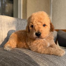 Banner - Cream male Goldendoodle puppy in Spring Hill, Florida from OHDoodles FL
