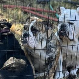 Bulldogs from Titian Bulldogs