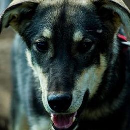 Alaskan Huskies from Dream Walker Kennels