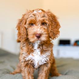 Oliver - Red  male Goldendoodle puppy in Tucson, Arizona from Sun Valley Goldendoodles