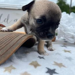 Georgia - Black sabled fawn female Chihuahua puppy in Harlan, Iowa from Home Grown Chihuahuas From Iowa