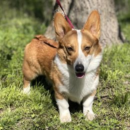 Miniature American Shepherds and Pembroke Welsh Corgis from Hadley's Hugs