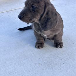 Andy - Dapple male Dachshund puppy in Paso Robles, California from Nicole's Dachshunds