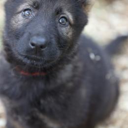 German Shepherd Puppies from Vom Haus Highlands