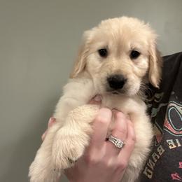 Ms. Yellow - Golden female Golden Retriever puppy in Blue Springs, Missouri from Farmstead 51