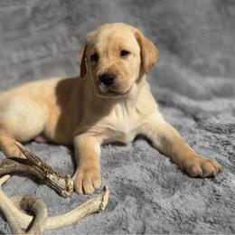 Wade - Yellow male Labrador Retriever puppy in Sweet Home, Oregon from Knotty Creek Labradors
