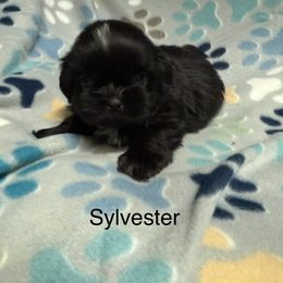 Sylvester - Black and white male Shih Tzu puppy in Jasper, Indiana from Jacob’s Spoiled Shih Tzu