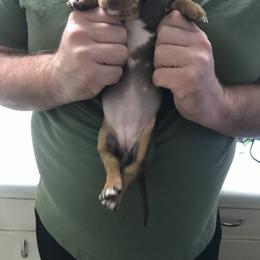Dachshund Puppies from Hursh’s Hounds