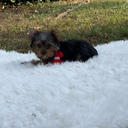 Sara - Black and gold female Yorkshire Terrier puppy in Naples, Florida from Puppies Forever 💙❤️🐶