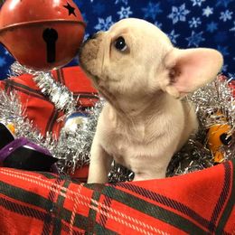 French Bulldog and Rottweiler Puppies from Starkhaus Rottweilers