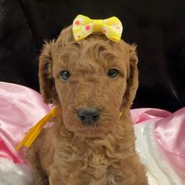 Yellow girl - Apricot female Poodle puppy in Bowling Green, Kentucky from Ritzy Red Poodles