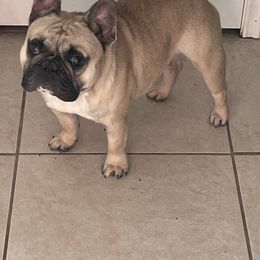 Mr. Cooper - French Bulldog
