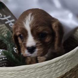 Cavalier King Charles Spaniels, Chihuahuas, Companion Crosses, and Pomskies from Petite Pups