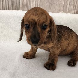 Milla - Brindle female Dachshund puppy in Anaconda, Montana from Williams Family Dachshunds