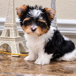 MAX - Black tan and white male Biewer Terrier puppy in Modesto, California from Granny's yorkshire Terrier Modesto California