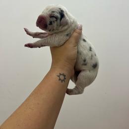 Red collar - Merle male Great Dane puppy in Miami, Florida from RP DANES