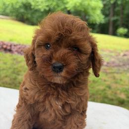 Girl 1 - Red  female Goldendoodle puppy in Haleyville, Alabama from Susan’s Prefurred Doodles