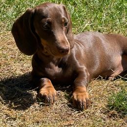 Teddy - Chocolate male Dachshund puppy in Salem, Oregon from Ide's of March Dachshunds
