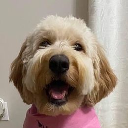 Goldendoodle All Grown Up from Lavender Field Doodles