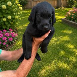 Marlon - Black male Labradoodle puppy in Washington, Pennsylvania from Patriotic Poodles