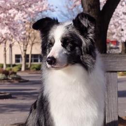 Border Collies from Maple Border Collies