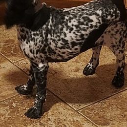 Avo - Cocker Spaniel