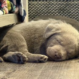 Silver Male- Black - Silver male Dilute Retriever puppy in Marion, Illinois from Summer Lovin’ Labradors of Southern Illinois