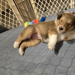 Collie Puppies from Rimma Collies