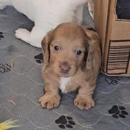 Charlie - Red male Dachshund puppy in Killen, Alabama from Catherine's Mini Dachshunds